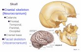 Skull Cranial skeleton (Neurocranium)