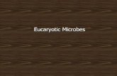 Eucaryotic Microbes