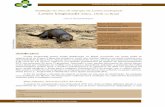 Avaliação do risco de extinção da lontra neotropical