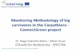 Monitoring Methodology of big carnivores in the ...