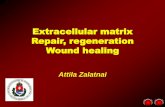 Extracellular matrix Repair, regeneration Wound healing
