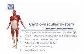 1. Cardiovascular system –general overview 2. Heart ...