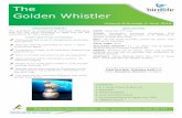 The Golden Whistler - BirdLife