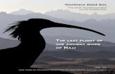 Northern Bald Ibis - THE LAST FLIGHT