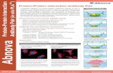 TM Protein-Protein Interaction Antibody Pair PLA