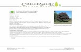 Crimson King Norway Maple - Creekside Home and Garden