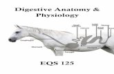 Lecture Digestive Anatomy & Physiology Digestive Anatomy