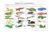 Name: What is a Reptile? A reptile is a cold-blooded ...
