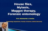 House flies, Myiasis, Maggot therapy, Forensic entomology