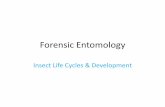 Forensic Entomology - Weebly