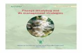 Papaya mealybug and - ICAR