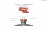 Muscles Promoting Facial Expressions - WOU