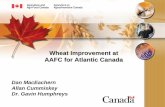 Wheat Improvement at AAFC for Atlantic Canada
