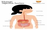 Human Digestive System Liver Gallbladder Small Intestine ...