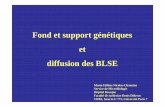 Fond et support génétiques et diffusion des BLSE 19-11-10