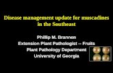 Disease management update for muscadines in the ... - NCSU