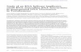 Study of an RNA helicase implicates small RNA–noncoding ...