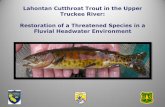 Lahontan Cutthroat Trout in the Upper Truckee River