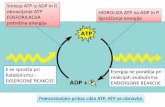 Sinteza ATP iz ADP in P, obnavljanje ATP HIDROLIZA ATP na ...
