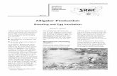 Alligator Production: Breeding and Egg Incubation