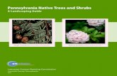 Pennsylvania Native Trees and Shrubs