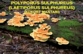 POLYPORUS SULPHUREUS (LAETIPORUS SULPHUREUS)