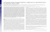 Chromosomal translocations induced at specified loci in ...
