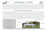 CAPRINOS UPRM - Recinto Universitario de Mayagüez