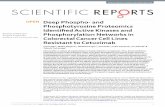 Deep Phospho- and Phosphotyrosine Proteomics Identified ...