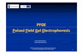 PFGE Pulsed Field Gel Electrophoresis
