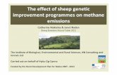 The effect of sheep genetic improvement programmes on ...