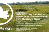 New York City Salt Marsh Restoration and Protection, Sandy ...