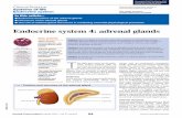 Endocrine system 4: adrenal glands