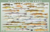 Kentucky Fish KENTUCKY FISH - University of Kentucky