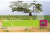 The scale and impact of land grabbing for agrofuels