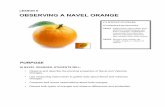 Lesson 8 & 10 Observing a Navel Orange