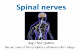 Spinal nerves - kpfu.ru