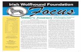Irish Wolfhound Foundation Focus