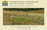 Sierra Azul Wildflower Guide