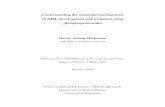 Understanding the molecular mechanisms of AML development ...
