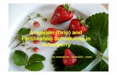 Irrigation (Drip) and Fertilization Scheduling in Strawberry