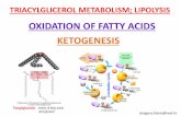 OXIDATION OF FATTY ACIDS KETOGENESIS