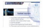1. Formation and general organization of the spinal nerves