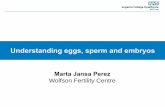 Understanding Eggs, Sperm and the Embryo