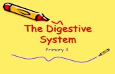 The Digestive System - Science Fun World
