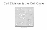 Cell Division & the Cell Cycle
