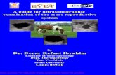 A guide for ultrasonographic examination of the mare ...