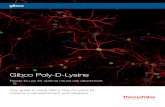 Gibco Poly-D-Lysine - Thermo Fisher Scientific
