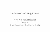 Ch 1 The Human Organism