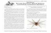 EPP-7301 Spiders: Brown Recluse, Black Widow, and Other